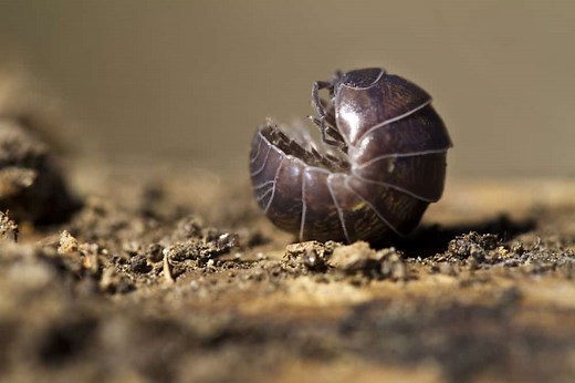 Pill Bugs: Everything You Need to Know