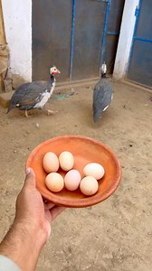 433K views · 10K reactions | Itny saary Andy wo bhi ik hi din me  #reelsfb #Aseel #Guinea #minivlog | Hum In Birds | Facebook