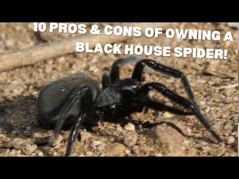 10 Pros & Cons of Owning a Black House Spider as a Pet 🕷️
