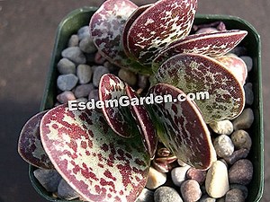 Adromischus Cooperi: Pflanzen, Kultivieren, Vermehren 🌿 Alles Über Gartenarbeit Und Gartengestaltung - 2025