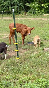 111K views · 3K reactions | Update on Reba the Rescue #calf #cow #farm #ranch #homestead | C&M Ranch | Facebook