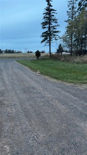 9.2K views · 12K reactions | Meowdy purrtners. Yard zooms 類 練 If you’re a fan of Jack Spicer’s kitty cat cowboy content please consider subscribing or joining his Patreon linked in bio  everything helps ❤️ #cat #cats #catlover #catsofinstagram #catlovers #cats_of_instagram #kittycat #tuxedocat #kitty #catlife | Aaron Apps | Facebook