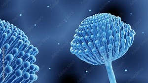 Mold, Aspergillus fungi can cause lung infections