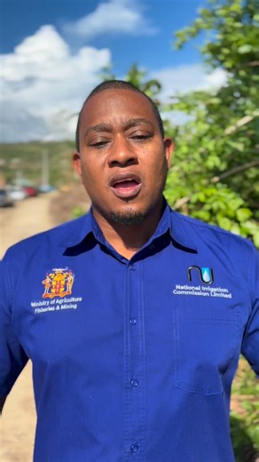 Floyd O. Green 🇯🇲 on Instagram: "This week, we launched the Post-Hurricane Melissa Broiler Production Program. As part of the initiative, 100,000 birds will be distributed across the island. The first phase begins with 1,000 birds and 200 bags of feed to help small chicken farmers get back on their feet and back into production. Beyond birds and feed, the programme also provides infrastructure support to rebuild chicken houses stronger and more resilient to future events. Step by step, one far