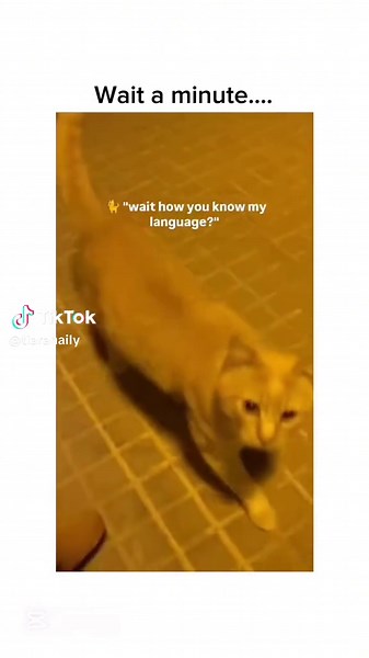 Talking Cat Compilation - Funny and Cute Feline Conversations