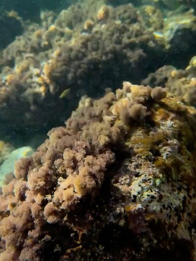 8.2K views · 60 reactions | pepper steps on Reels | Facebook