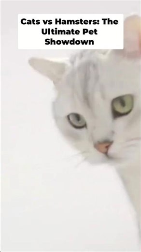 Cat intensely watches a hamster eating its snack... 👁️👄👁️