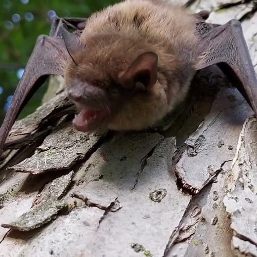 Big Brown Bat