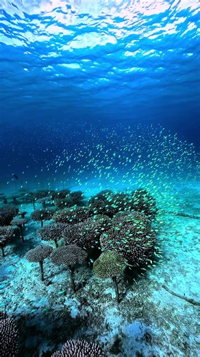 沖縄の海は素晴らしい！旅行の魅力