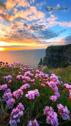 Beautiful Nature Flowers 4K 🌸 | Relaxing Flower Garden View | Amazing Nature Scenery #nature