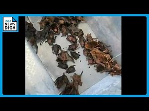 「換気口を恐る恐る開けたらネズミ色の物体が」湿気が多い季節にコウモリ増殖 140匹潜む家も フン吸うと体調悪化の恐れ