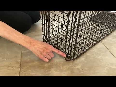 Setting a Tru Catch Trap