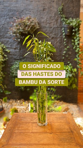 485K views · 7.6K reactions | Você sabia que o bambu da sorte tem...
