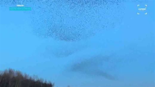 Spectacular starling murmuration fills the sky in UK