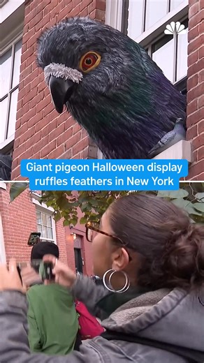 A massive handmade pigeon bursting through a brownstone window became the talk of New York for the Halloween season, drawing crowds, selfies, and mixed reactions online. | NBC10 Boston