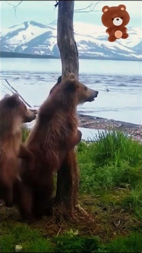 BEAR2#animals #nature #biutiful #world