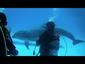 イルカとダイビング　アドベンチャーワールド