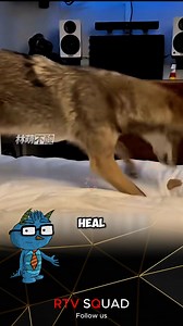 Seriously injured, the jackal became his friend | Pet Squad