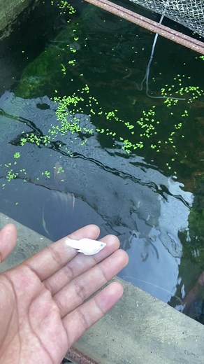 rekta pakain#pkbmfullmasked#redtailcatfish