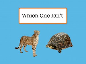 Negation : Negative Choices - Basic