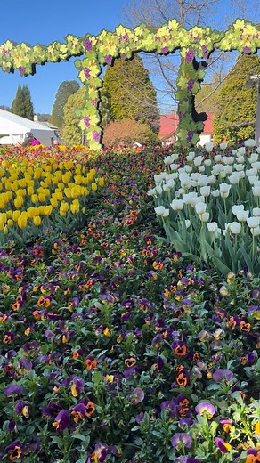 Tulips in Bowral in spring time | DC Australia