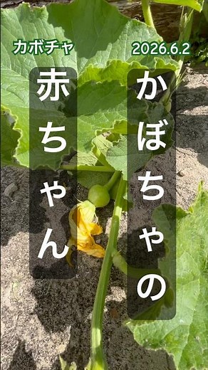Pumpkin growth and tendon removal #pumpkin