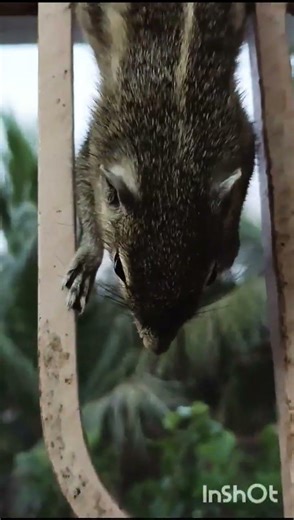 பட்டுக்குட்டி