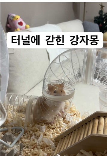 터널에 갇힌 강자몽 #강자몽 #햄스터그램
