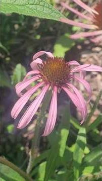 Pale Purple Coneflower/Echinacea Garden Jellyfish Along with Comfrey, Asparagus, Garlic, and Jujube!