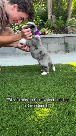 There's a reason Bernedoodles are gaining in popularity. Bred to keep that gentle, loving and playful Bernese personality, they quickly become an irreplaceable member of the family. They adore people of all ages. And because they have those low to non-shedding hair genes, they are oped. essentially the perfect companion! #bernedoodle #bernedoodlelove #puppiesofinstagram #bernedoodlesv#viralvideo