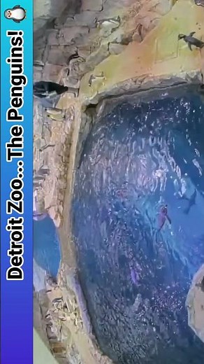 Hidden GEM: Detroit Zoo LIVE Animal Feeds 🐧🐒