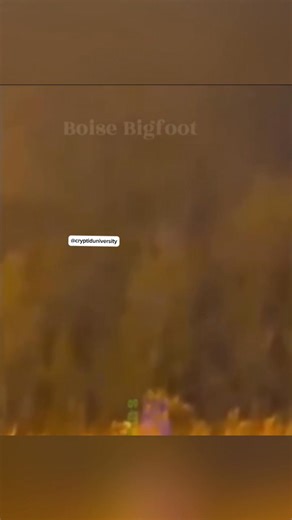 A Family films an unexplained mimicking voice coming from the woods in Alberta Canada.This footage comes to us from Doreen Bull-Davis, who lives on the Louis Bull tribe reserve in Alberta, Canada. There have been several Sasquatch sightings in this general area. | Cryptid University