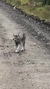 25K views · 960 reactions | Sound on  | Beautiful_Animals | Facebook