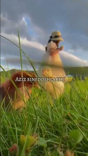 sinfdoshlar haqida Shohista BAXT tabrik