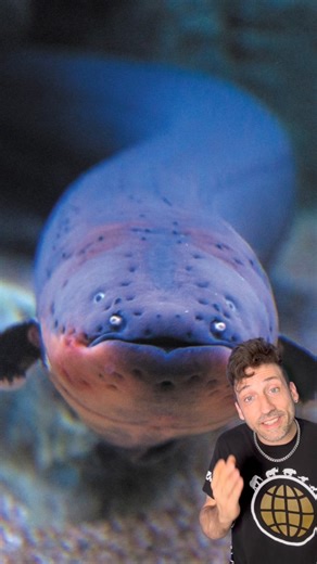 2.6M views · 114K reactions | Meet the Electric Eel  | Odd Danny | Facebook