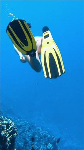 Snorkeling the back wall of Molokini Crater