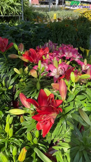 #LIVEIncentiveProgram #GoLIVEGrowFast #PaidPartnership #LIVEStory