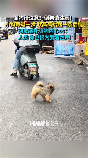 Attention,Dog backing up! Every time the puppy takes a step back, it lifts one of its hind legs high. Netizens imagine the puppy's inner thoughts: Human, you are also fascinated by me, right? 倒狗请注意！倒狗请注意！小狗每退一步 就高高抬起一条后腿 网友脑补小狗内心os：人类 你也很为我着迷吧 #狗狗 #小狗狗能有什么坏心思 #搞笑 | People's Daily,Overseas