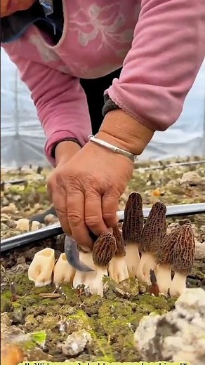 Harvesting Yellow Morel Mushrooms | Nature’s Hidden Treasure