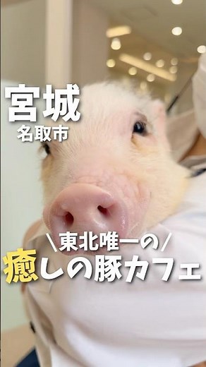 【宮城】東北ではここだけ！癒しの激かわマイクロ豚カフェ🐽#宮城旅行 #宮城観光 #仙台観光 #仙台旅行 #豚 #豚カフェ #宮城カフェ #japan #miyagi #sendai #shorts