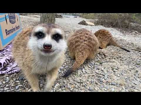Home Safari - Meerkat - Cincinnati Zoo