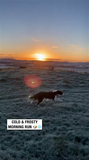 Cold & Frosty Morning Run 🐶❄️💨 #bordercollie | Sean The Sheepman