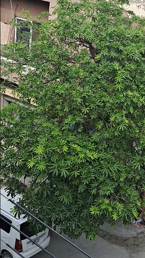 Top View of a Giant Tree 🌿 | Nature Peace