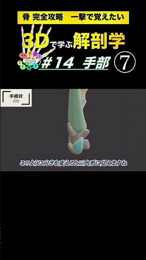 月状骨、豆状骨 #14 手部 手根骨【3Dで学ぶ解剖学】複雑な手根骨の位置関係を理解しよう！ #手根管症候群 #手根骨 #PT国試