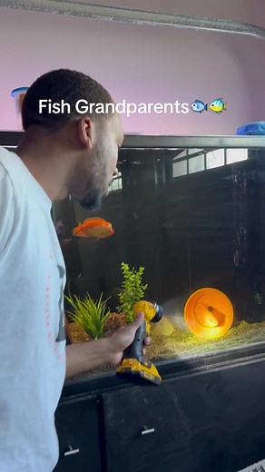 Fish Grandparents: First Time Breeders at Henry Aquarium