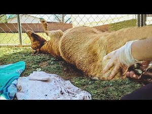 Don't Faint on me now, Mama! (miniature goat birth)