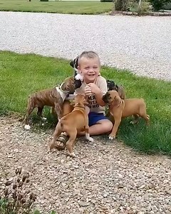 2M views · 10K reactions | Today Best Video  #reelsviralシ #boxerdogcentral #boxerdogfans #boxerdog #dog #boxerdogsofinstagram #boxerdogs #boxergram #boxerpuppy #virals | Boxer Fans | Facebook