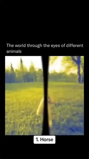 WildBlueEarth | Animal vision has evolved in extraordinary ways, uniquely adapted to each species’ environment and survival needs. Take eagles, for... | Instagram