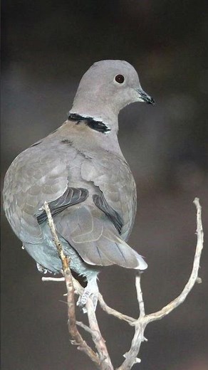 Eurasian Collared Dove Bird Sound Video: Collared Dove Cooing Sounds