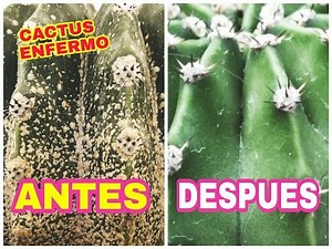 ELIMINAR PLAGAS EN LOS CACTUS SIN GASTAR DINERO 01 - ELIMINATE CACTUS PESTS